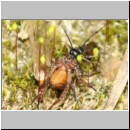 Priocnemis melanosoma - Wegwespe w11h 7mm mit Spinne - OS-Hollage-Lehmgrube-det.jpg